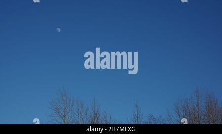 Luna bianca su sfondo di cielo blu con rami di albero nero Foto Stock