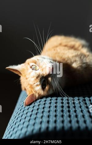 Un gatto rosso guarda nella lente in un raggio di luce solare su una coperta blu. Vista frontale. Foto Stock