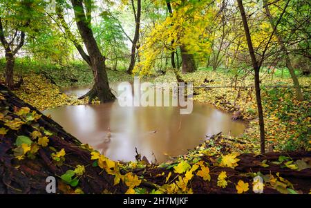 Autunno foresta fiume insenatura paesaggio. Fiume ruscello nel parco autunnale. Autunno parco fiume insenatura Foto Stock