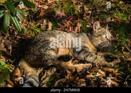 Giocoso gatto gattino europeo che gioca all'aperto in un giardino verde al sole Foto Stock