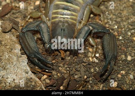 Primo piano sul sudafricano piatto roccia sorpion, Hadogenes troglo Foto Stock