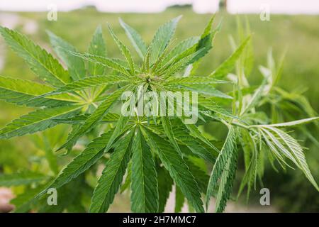 Legal Green Marijuana foglie di Cannabis che crescono in Fattoria nel giorno d'estate, bel Cannabis sfondo. Coltura sfondo. Coltivazione di marijuana Foto Stock