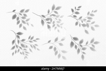 Set di ombre trasparenti realistiche di un ramo di albero con foglie isolate su sfondo trasparente. Illustrazione vettoriale Illustrazione Vettoriale