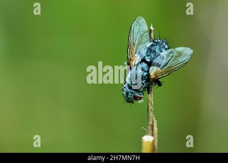 Bottiglia blu europea vola dopo la pioggia. Con grandi gocce d'acqua sul corpo. Seduto su erba asciutta. Sfondo sfocato,spazio di copia. Genere Calliphora vicina. Foto Stock