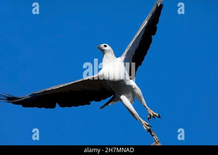 Aquila bianca (leucogaster di Haliaeetus) che prende il volo da un ramo. Leschenault Inlet, regione sud-occidentale, Australia occidentale, Australia Foto Stock