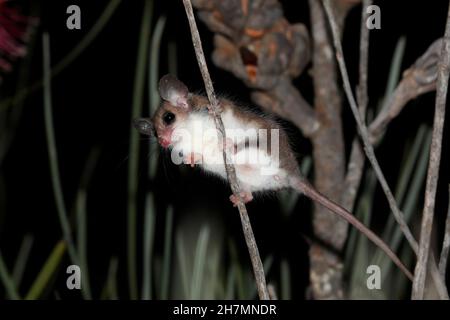 Donna pygmy possum (Cercartetus concinnus) occidentale su stelo sottile. Dryandra Woodland, regione del Wheatbelt, Australia Occidentale, Australia Foto Stock