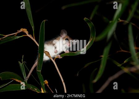 Possum pygmy occidentale (Cercartetus conginnus) femmina che si nutrono di notte in un albero di confettura (Acacia acuminata). È lungo circa 5 - 7 cm. Bosco di Dryandra, Foto Stock