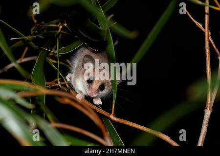 Possum pygmy occidentale (Cercartetus conginnus) femmina che si nutrono di notte in un albero di confettura (Acacia acuminata). È lungo circa 5 - 7 cm. Bosco di Dryandra, Foto Stock