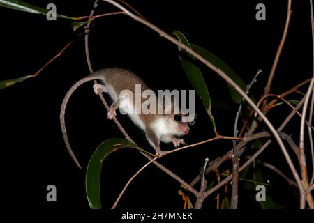 Possum pygmy occidentale (Cercartetus concinnus) femmina caccia di insetti in un albero di marmellata di notte. È lungo circa 5 - 7 cm. Dryandra Woodland, Wheatbe Foto Stock