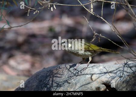 l’oleeyeater di Lewin (Meliphaga lewinii), di solito visto da solo ma talvolta in greggi piccoli di un massimo di dieci uccelli. Emu Plains, nuovo Galles del Sud, Australia Foto Stock