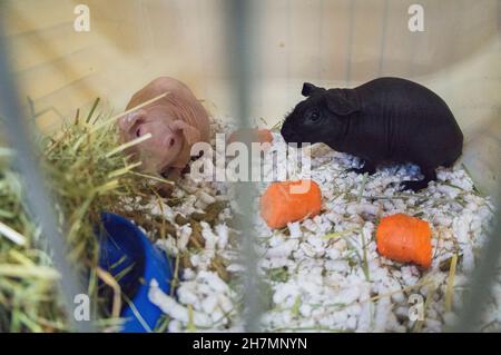 Porcellino d'India domestico, Skinny, roditore, cavia aperea F. porcellu alla mostra nazionale degli animali da allevamento allevamento 2021 a Lysa nad Labem, CE Foto Stock