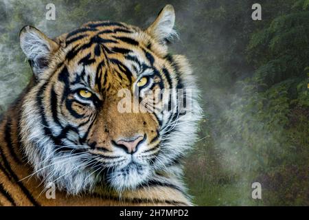 ritratto di una tigre in una foresta nebulosa Foto Stock