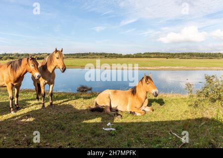Tre cavalli nella riserva naturale del Marquenterre. Luce notturna. Baia di Somme, Francia Foto Stock