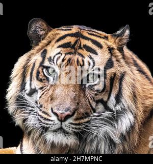 una tigre indiana prima di uno sfondo nero Foto Stock