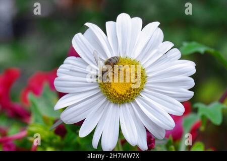 Zinnia fiori eleganti. Bel fiore in giardino sfondo. Foto Stock