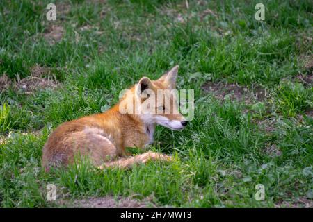 Giovane cucciolo di volpe di Hokkaido che giace in una zona di luce solare Foto Stock