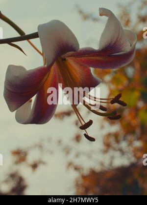 Un grande fiore di giglio preso in primo piano. Un bel fiore su uno sfondo sfocato. Foto Stock