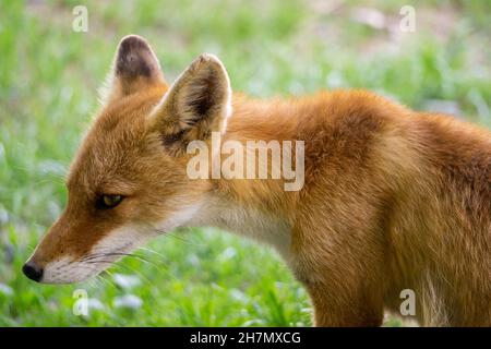Primo piano colpo di testa del giovane cucciolo di Hokkaido Fox Foto Stock