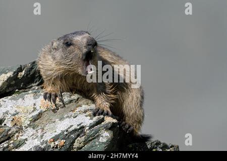 Marmotta alpina (Marmota marmota), crogiolarsi al sole del mattino, sbadigliare, Parco Nazionale degli alti Tauri, Carinzia, Austria Foto Stock