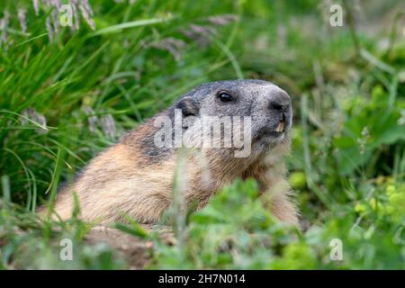 Marmotta alpina (Marmota marmota), adulto, guardando fuori dal suo burrow, ritratto, Parco Nazionale degli alti Tauri, Carinzia, Austria Foto Stock