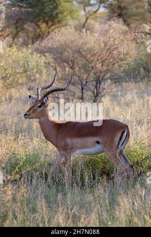 Impala Buck garantire l'ambiente, Madikwe Game Reserve, Sudafrica Foto Stock