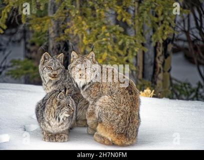 Wild Canada canada lynx (Lynx canadensis) in wild, madre lynx con due cubs, inverno, pelliccia d'inverno densa, Kluane Front Range, Yukon Territory Foto Stock