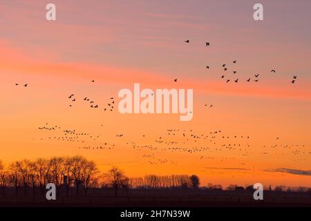 Un gregge di oche selvatiche vola all'alba sopra Bislicher Insel, basso Reno, Nord Reno-Westfalia, Germania Foto Stock