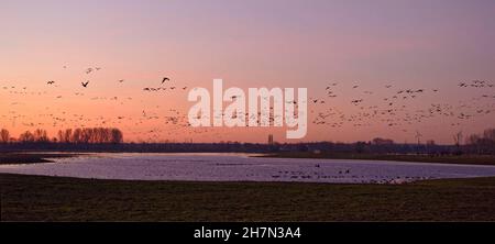 Un gregge di oche selvatiche vola all'alba sopra l'Altrhein su Bislicher Insel, basso Reno, Nord Reno-Westfalia, Germania Foto Stock