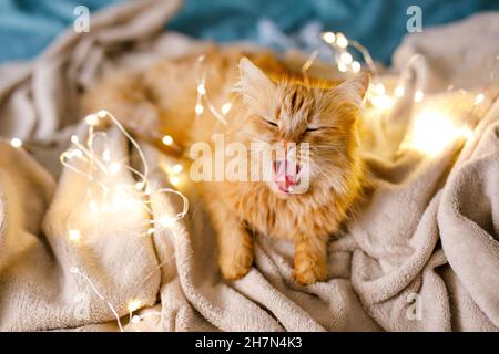 Il gatto soffice e carino zenzero si trova sul letto con un foglio di betulla e una coperta morbida e accogliente con ghirlanda di Capodanno sullo sfondo. Foto Stock