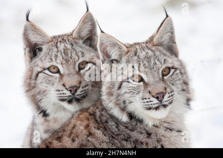 Due lynx eurasiatica (lynx lynx), animali giovani, ritratto animale, prigioniero, zoo Sababurg, Hofgeismar, Assia, Germania Foto Stock