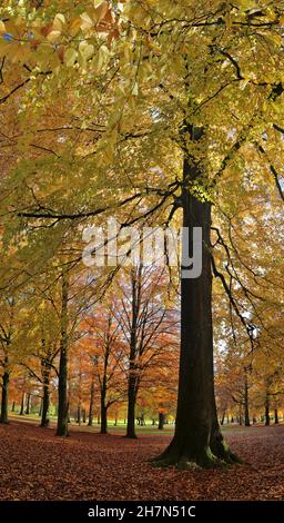 Faggio europeo (Fagus sylvatica) nel parco Bois de la Cambre in autunno, Bruxelles, Belgio Foto Stock