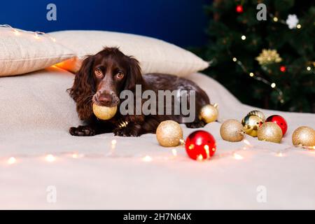 Lo spaniello russo in un cappello rosso di Babbo Natale gioca con giocattoli di Natale, palle d'oro e salti sul letto. Il cane tiene le palle d'oro in bocca. Foto Stock