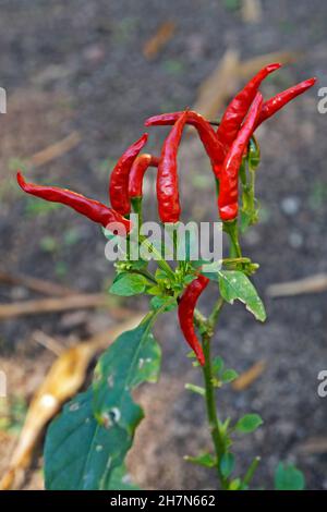 Peperoncini (Capsicum frutescens) in giardino Foto Stock