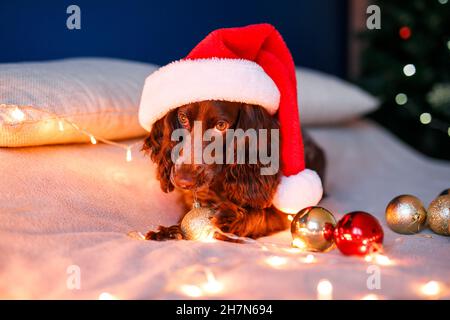 Lo spaniello russo in un cappello rosso di Babbo Natale gioca con giocattoli di Natale, palle d'oro e salti sul letto. Il cane tiene il palloncino d'oro in bocca. Foto Stock