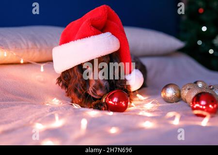 Lo spaniello russo in un cappello rosso di Babbo Natale gioca con giocattoli di Natale, palle d'oro e salti sul letto. Il cane tiene il palloncino d'oro in bocca. Foto Stock