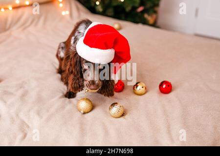 Lo spaniello russo in un cappello rosso di Babbo Natale gioca con giocattoli di Natale, palle d'oro e salti sul letto. Il cane tiene il palloncino d'oro in bocca. Foto Stock