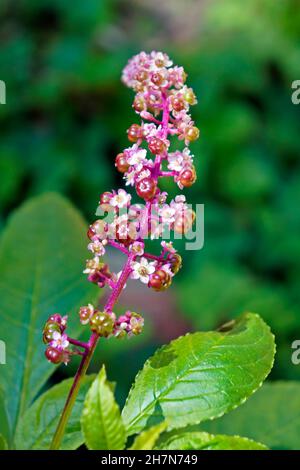 Fiori e frutti americani (Phytolacca americana) Foto Stock