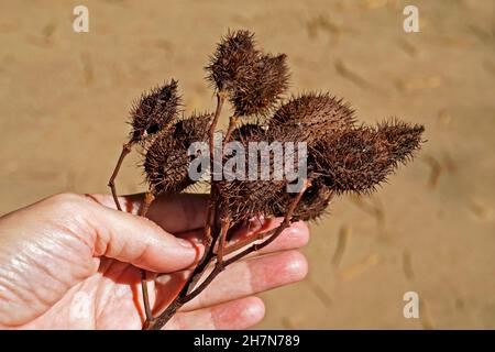 Semi di Achiote (Bixa orellana) a portata di mano Foto Stock