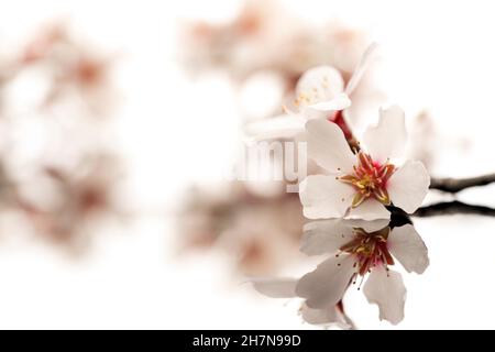 un ramoscello di mandorle fiorisce su una superficie riflettente e su uno sfondo bianco Foto Stock