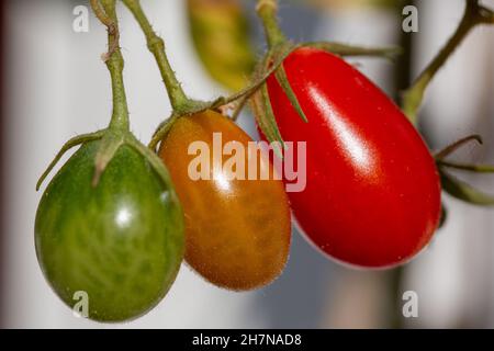 Berlino, Germania. 08 ottobre 2021. Mini pomodori San Marzano maturi e non maturi appesi su un cespuglio di pomodori. Credit: dpa/dpa-Zentralbild/dpa/Alamy Live News Foto Stock
