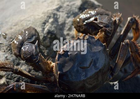 Crab Mitten cinese invasivo. Foto Stock