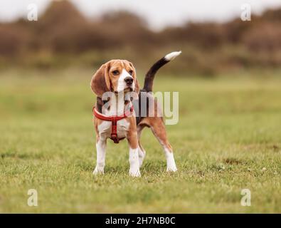 Cucciolo di Beagle che gioca sul prato in natura Foto Stock