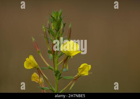 Primo piano dei piccoli fiori gialli di una pianta chiamata Primrose sera nel giardino Foto Stock