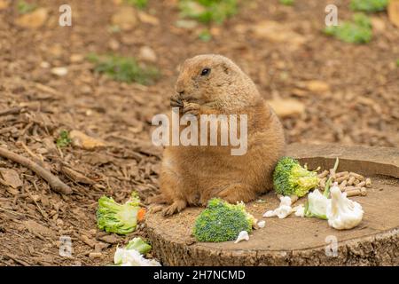 Prairie Dog dalla coda nera, seduta e mangiare Foto Stock