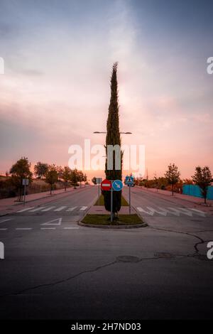 Verticale sparato un albero solitario in piedi nel mezzo di una strada. Foto Stock