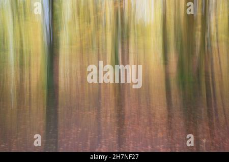 Un'immagine impressionistica creativa del bosco in autunno usando il movimento intenzionale della macchina fotografica (ICM) a Blickling, Norfolk, Inghilterra, Regno Unito. Foto Stock