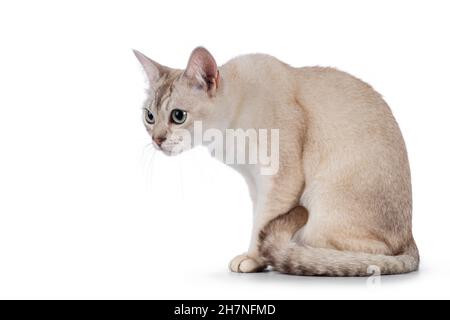 Giovane adulto gatto Burmilla, seduta sensi laterali. Testa verso il basso guardando lateralmente dalla fotocamera. Isolato su sfondo bianco. Foto Stock