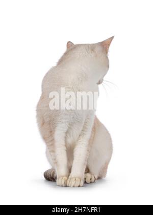 Giovane adulto gatto Burmilla, seduto in senso laterale. Guardando indietro non mostrare il volto. Isolato su sfondo bianco. Foto Stock