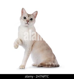 Giovane adulto gatto Burmilla, seduto in senso laterale. Una zampa giocosa in aria. Guardando direttamente alla fotocamera. Isolato su sfondo bianco. Foto Stock