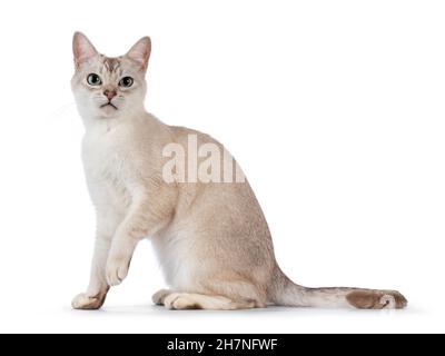 Giovane adulto gatto Burmilla, seduto in senso laterale. Guardando direttamente alla fotocamera. Isolato su sfondo bianco. Foto Stock